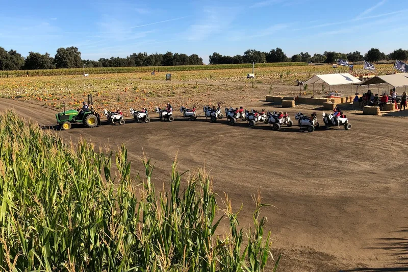Bobby Dazzler's Pumpkin Patch and Milo Maze
