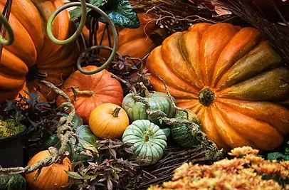 Clancy's Christmas Trees & Pumpkin Patch photo