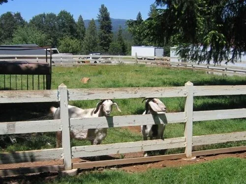 Fudge Factory Farm