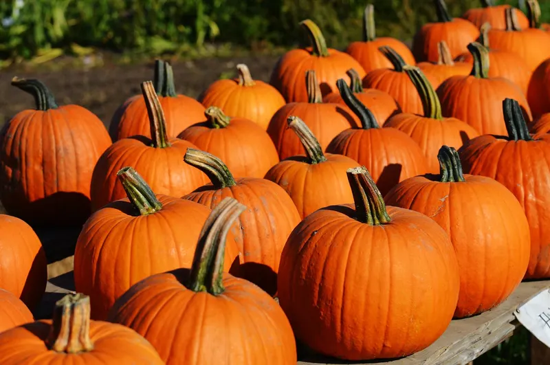 Mr. Jack O' Lanterns Pumpkins - Torrance photo