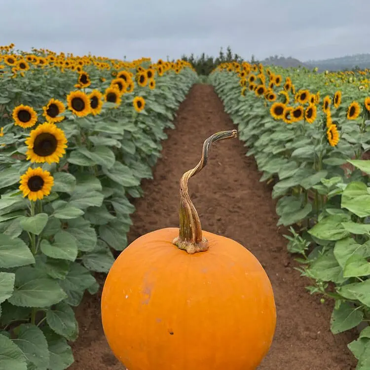 Pumpkin Station at Del Mar photo