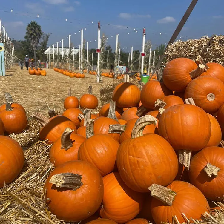 Pumpkin Station at Plaza Bonita photo