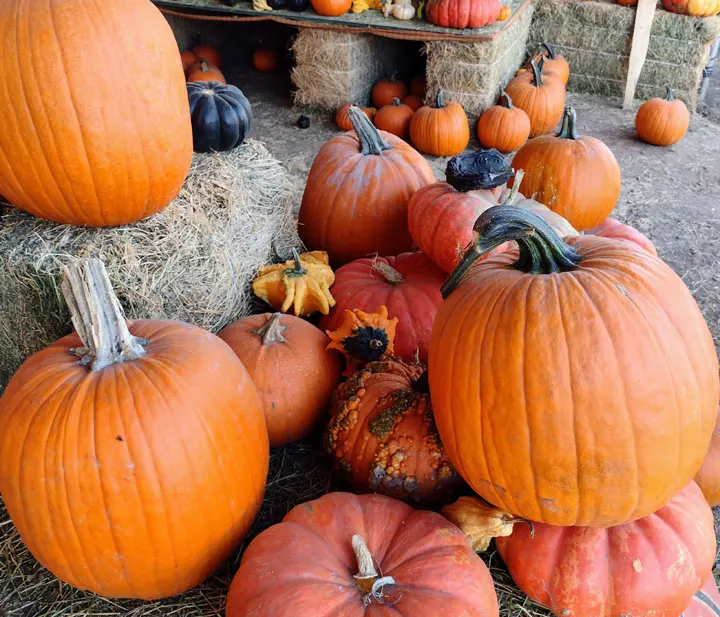 The Pumpkin Factory - Santa Ana (Main Place Mall) photo