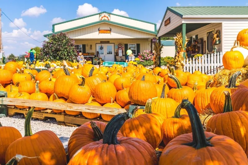 Pumpkin Blossom Hill