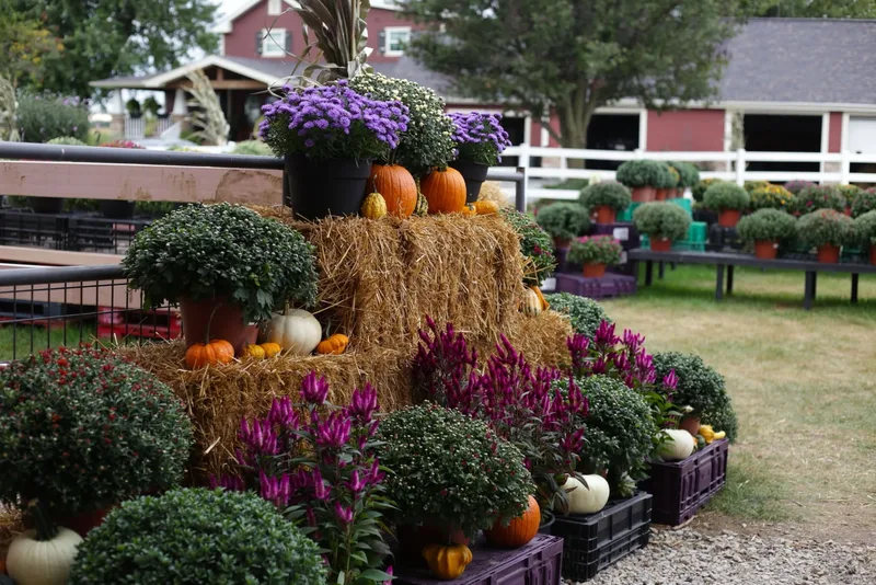 Rietveld's Farmstand & Haunted Corn Maze