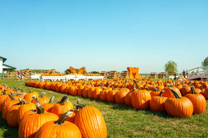 DeBuck's Corn Maze and Pumpkin Patch