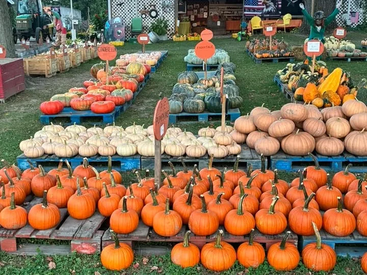 Dinges Fall Harvest