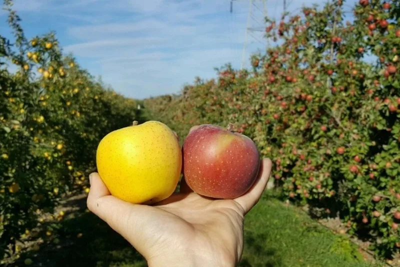 Hurds Family Farm