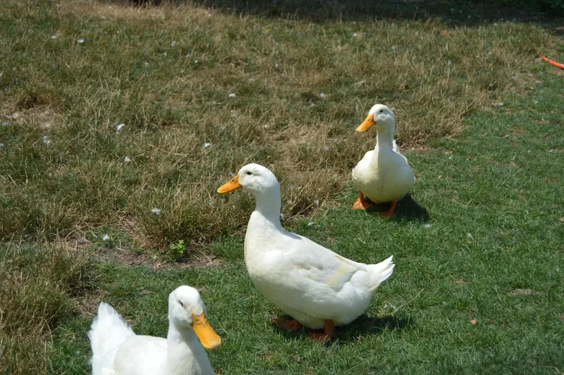 Meadowbrook Farm photo