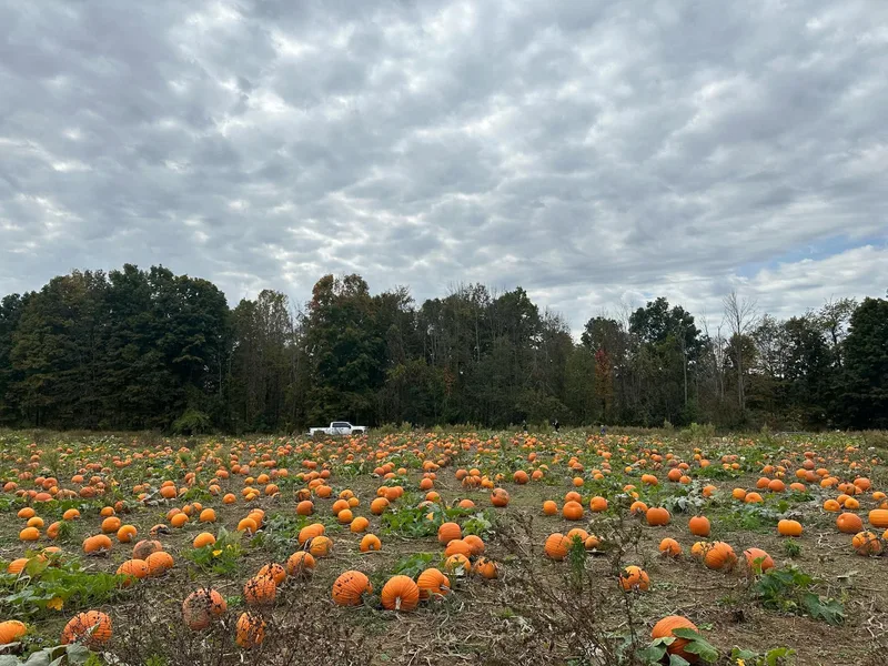 Riverside U-Pick Berries and Pumpkins