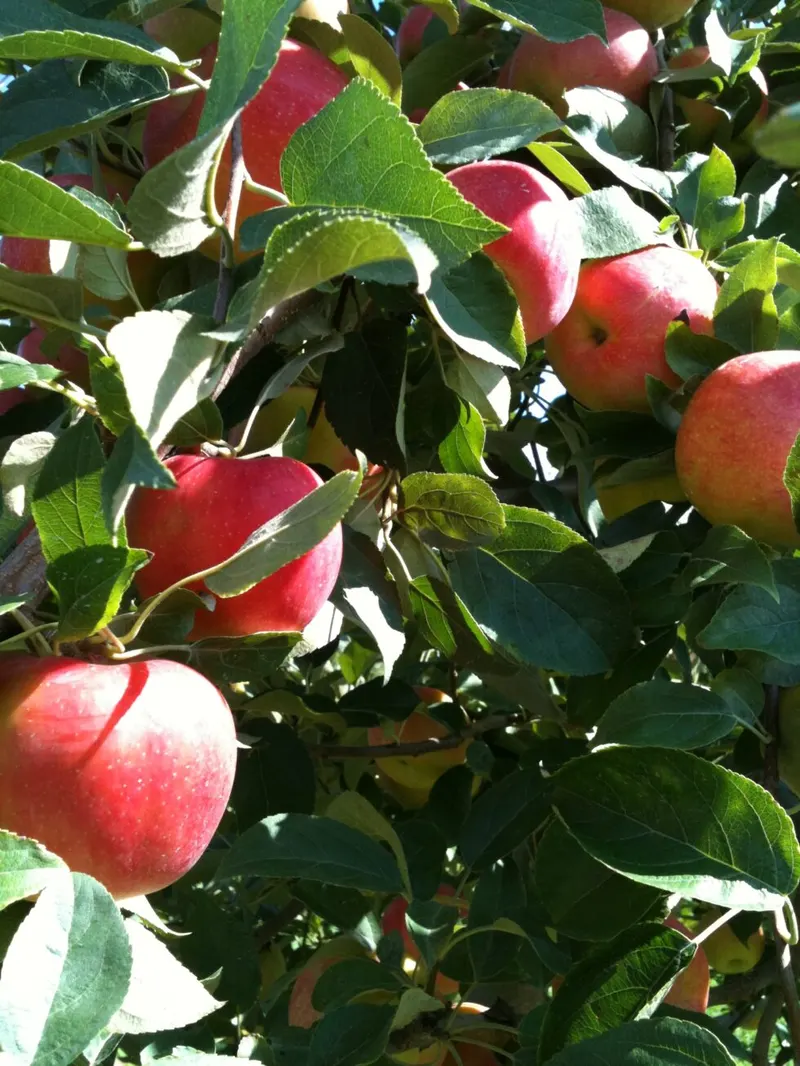 Saunderskill Farms photo