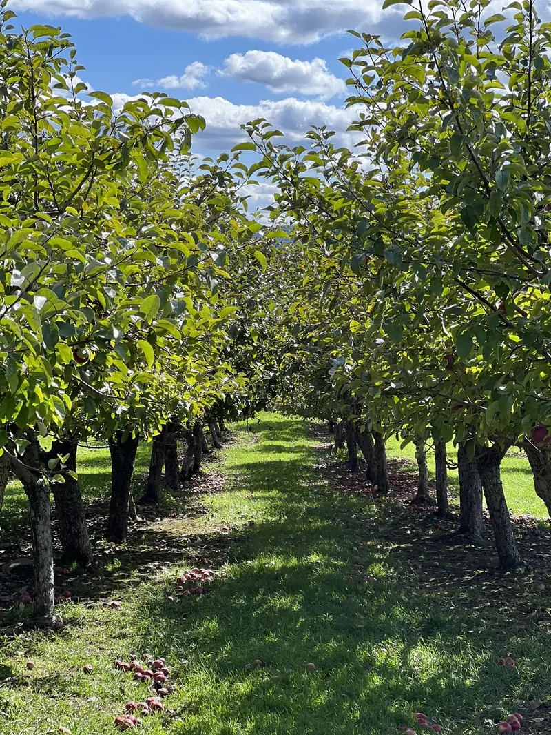 Terrace Mountain Orchard