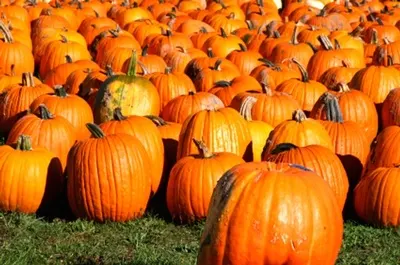 Will's Cackleberry Castle Pumpkin Farm