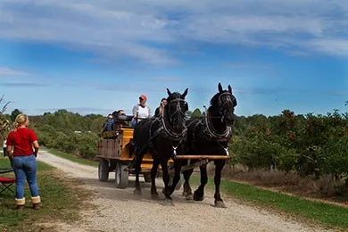 Patterson Fruit Farm