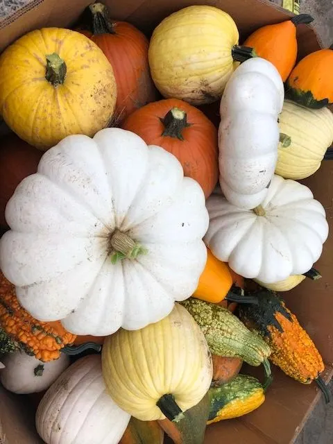 Ryan and Devin's Pumpkin Patch