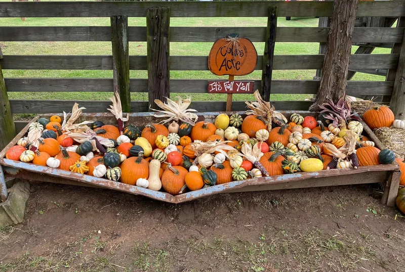 Calie's Acre Pumpkin Patch