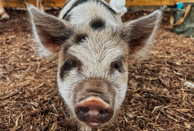 Heritage Urban Farm photo